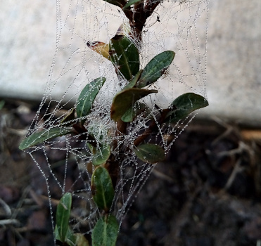 [A branch of a bush with oval green leaves has a cris-cross of spider web links across all of it. The one reason the web is visible is because there is a series of large water droplets along each section of web. It's like the web is a string of lights and the droplets are the bulbs.]
